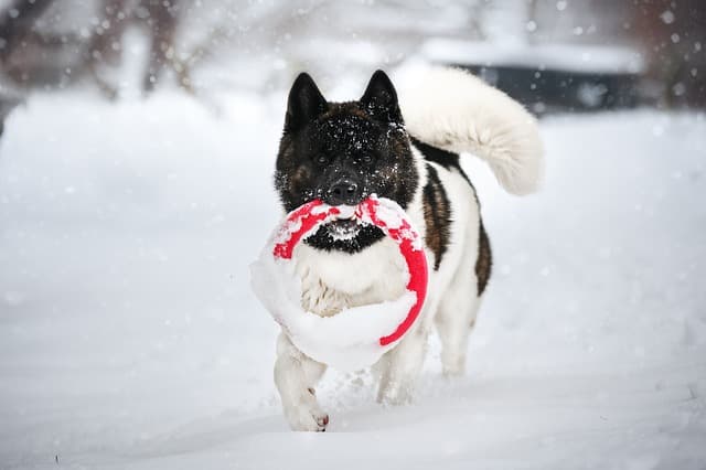 akita