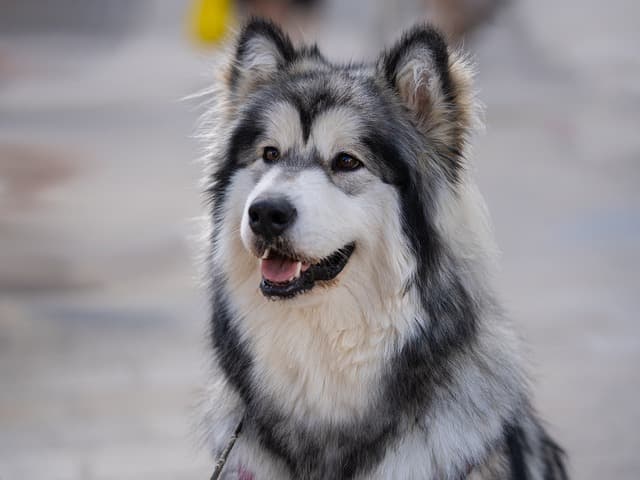 alaskan malamute