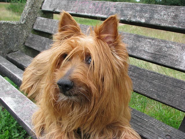 australian terrier
