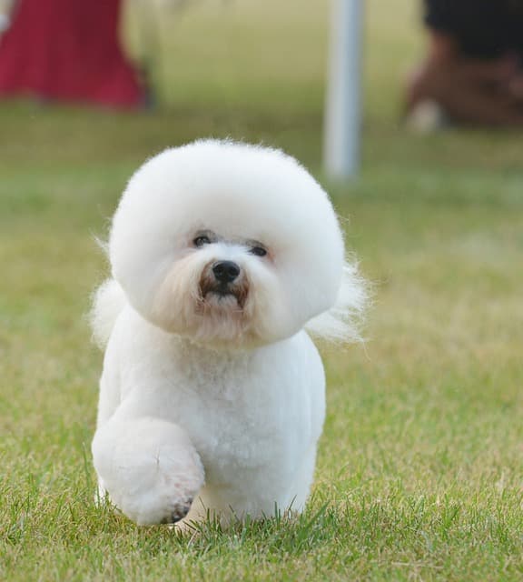 bichon frise