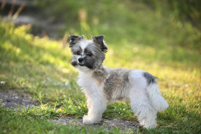 biewer terrier
