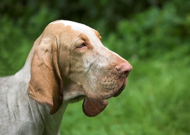 bloodhound