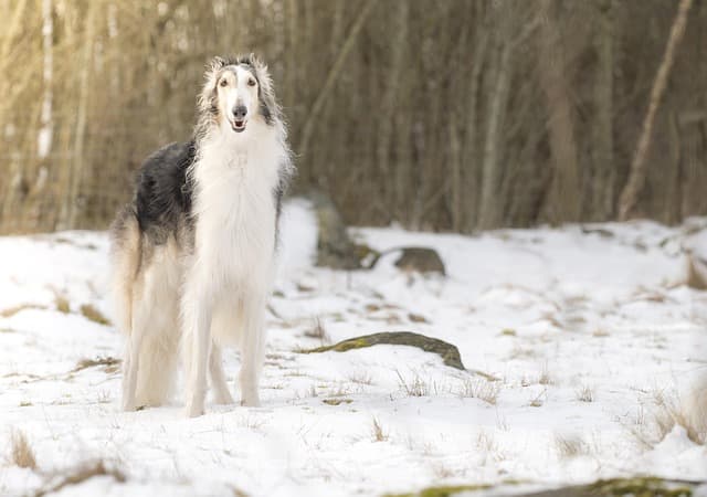 borzoi