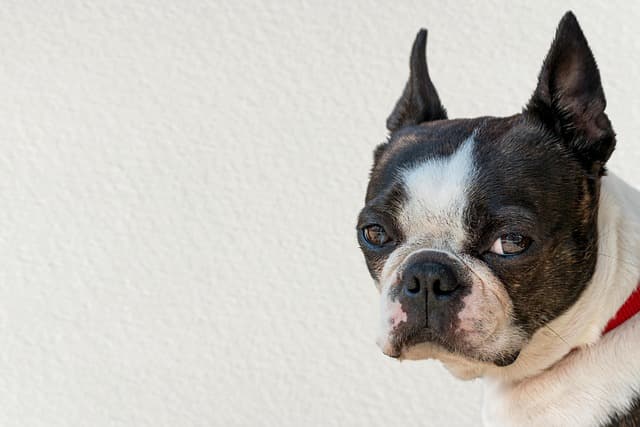 boston terrier