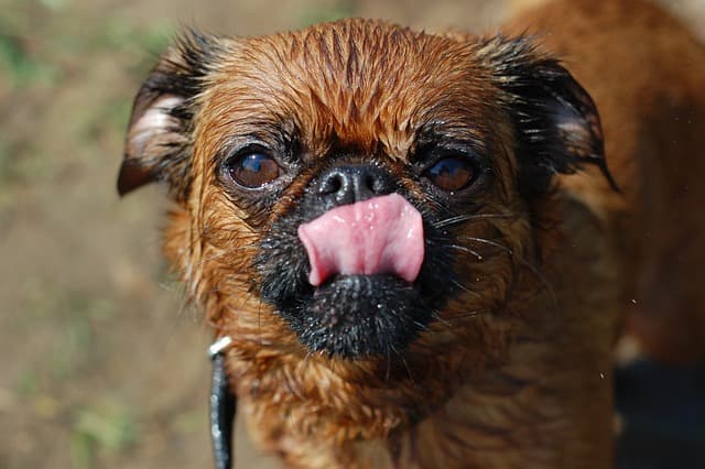 brussels griffon