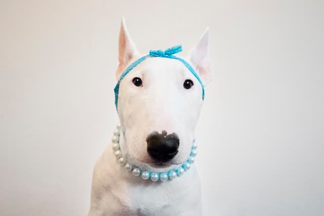 Bull Terrier