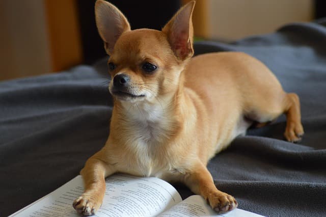chihuahua short coat