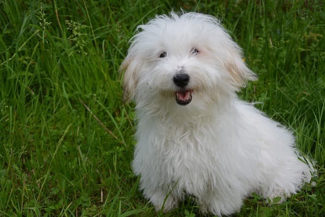 coton de tulear