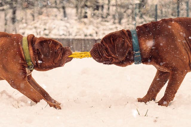 Dogue De Bordeaux
