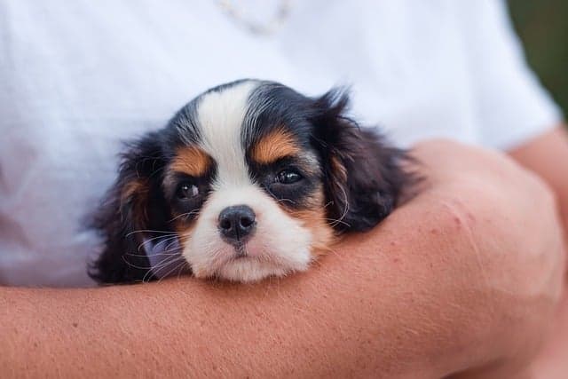 English Toy Spaniel
