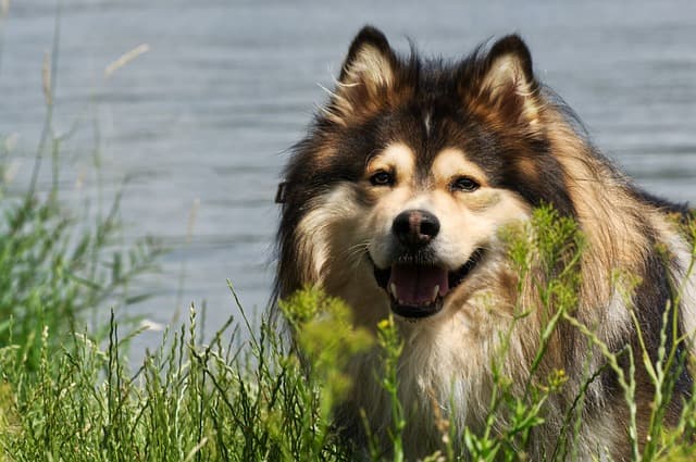 Finnish lapphund