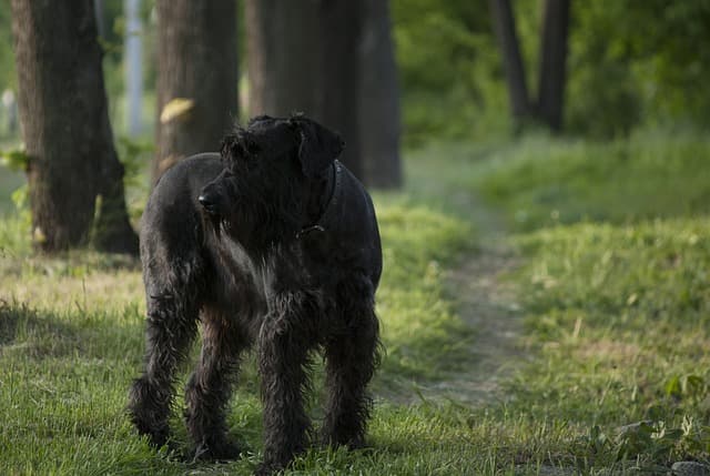 giant schnauzer