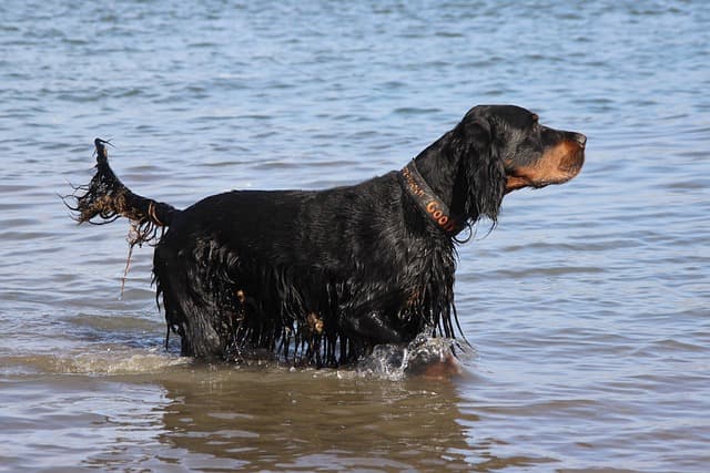 gordon setter