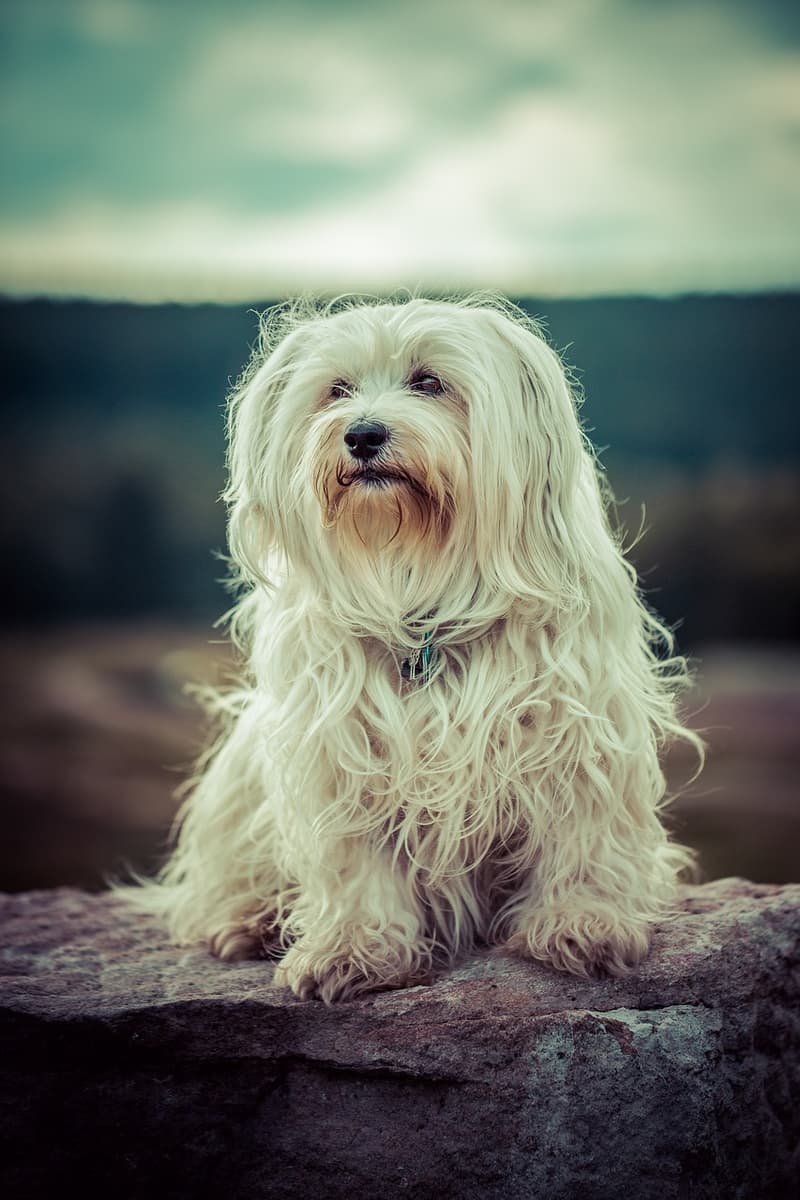 havanese