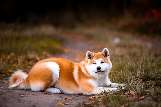 japanese akita