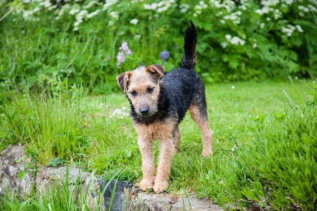 lakeland terrier