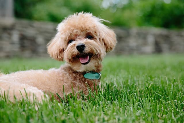 miniature poodle