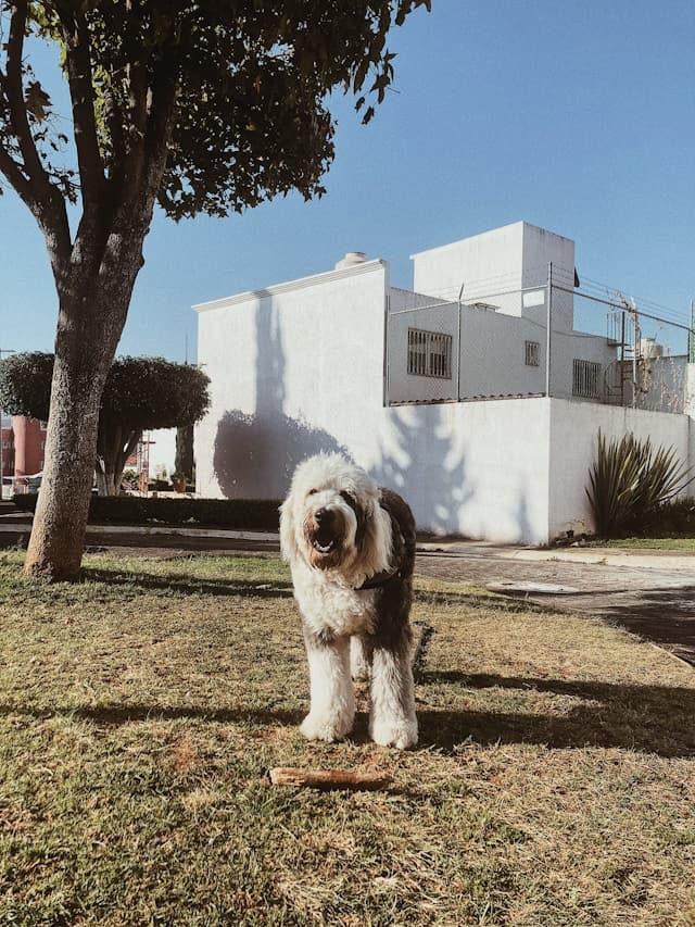 Old English Sheepdog
