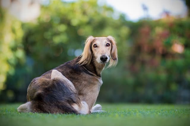 saluki