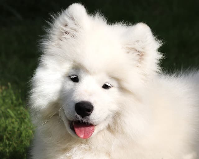 samoyed