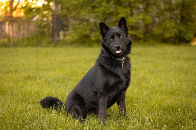 schipperke