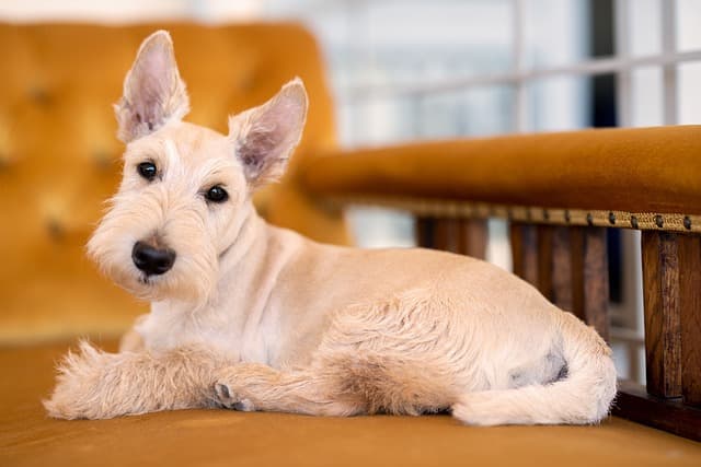 scottish terrier