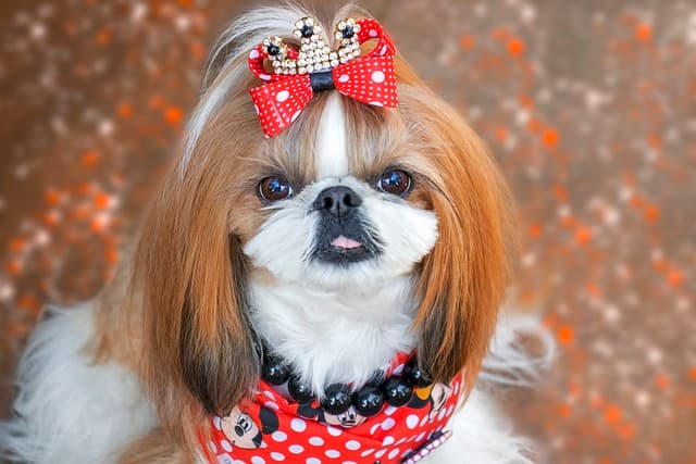 shih tzu