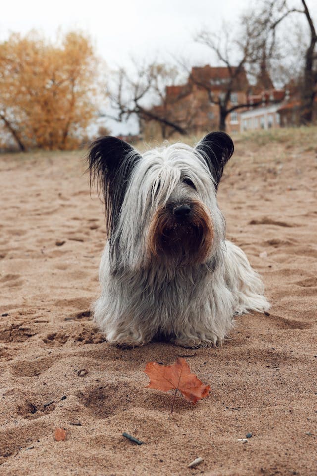 Skye Terrier
