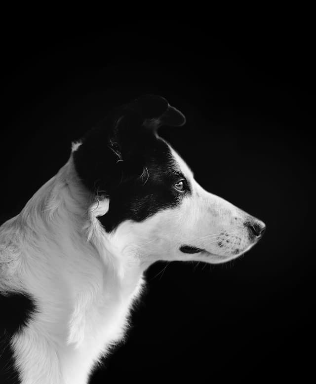 smooth collie
