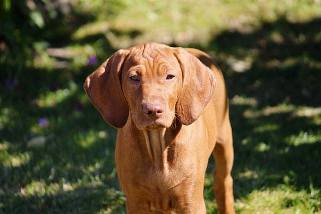 Smooth Vizsla
