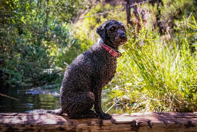 Spanish Water Dog