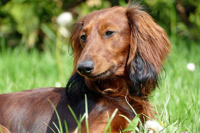 Standard Longhaired Dachshund