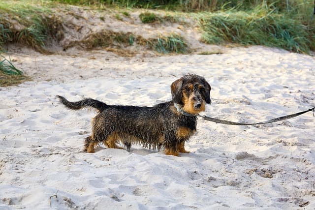 Standard Wirehaired Dachshund