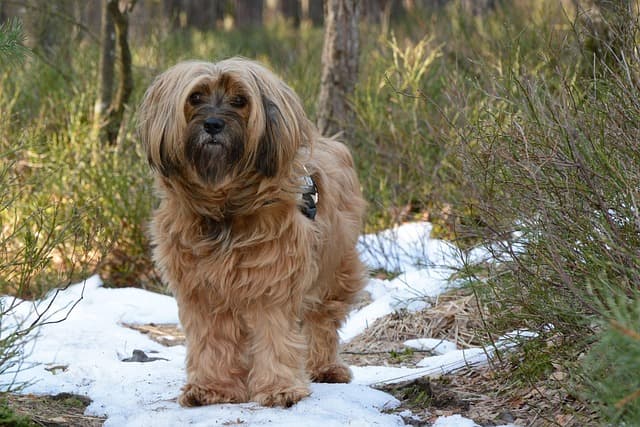 Tibetan Terrier