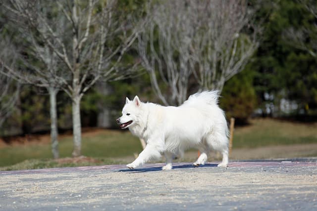 toy american eskimo