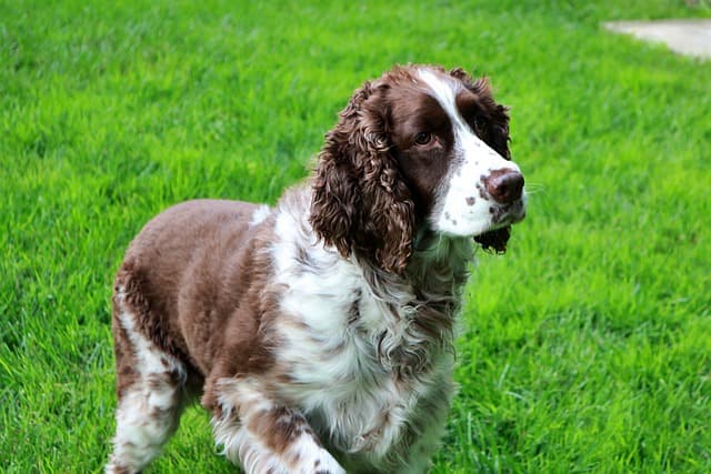 Welsh Springer Spaniel