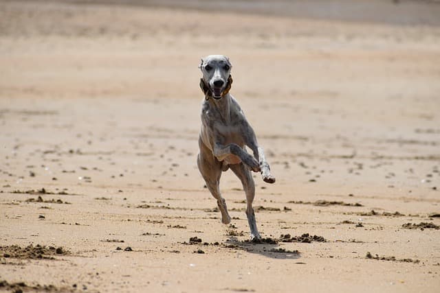 Whippet