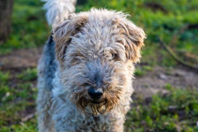 Wire Fox Terrier