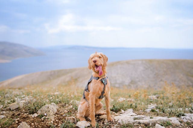 wirehaired vizsla