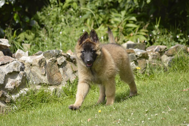 Belgian Shepherd