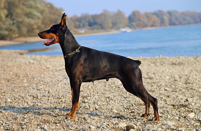 Doberman Pinscher