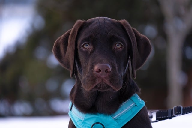 Labrador Retriever