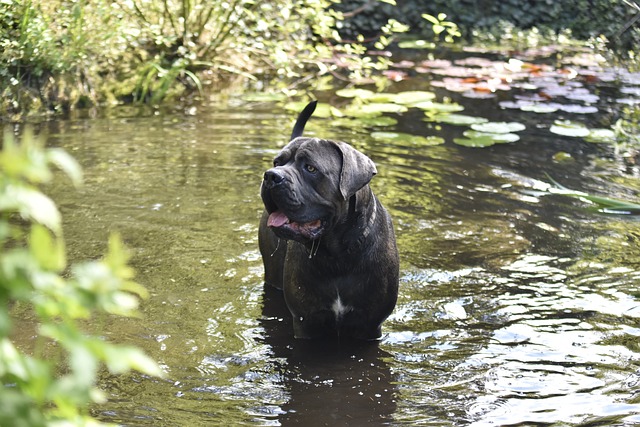 Mastiff