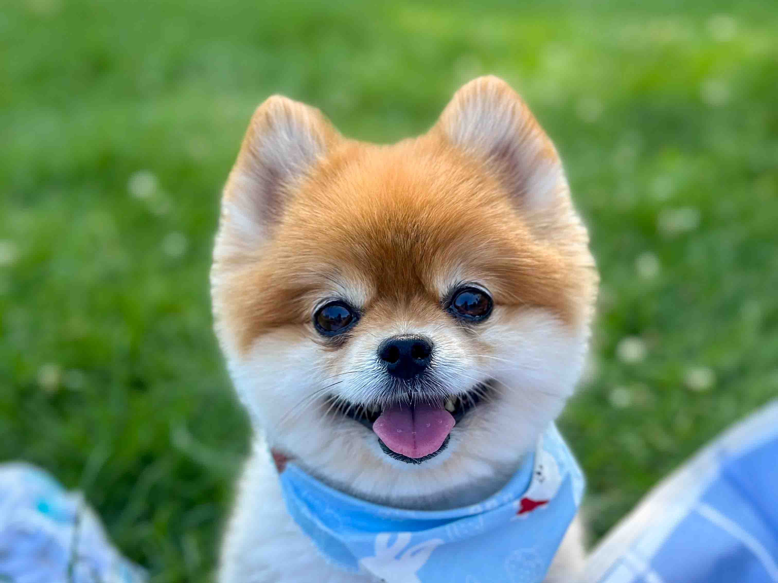 Pomeranian