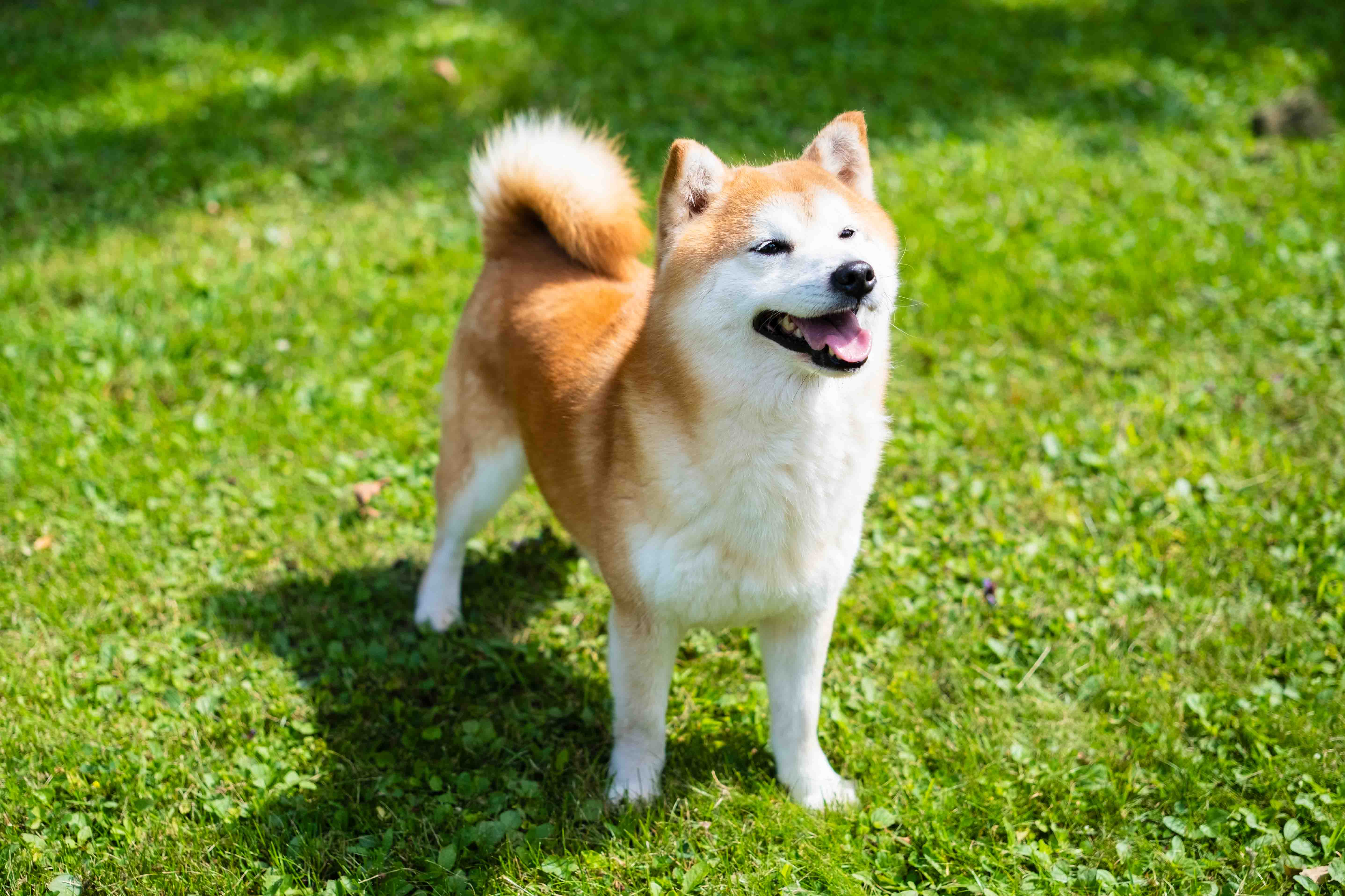 Shiba Inu