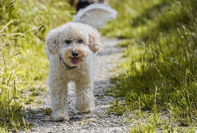 Standard Poodle