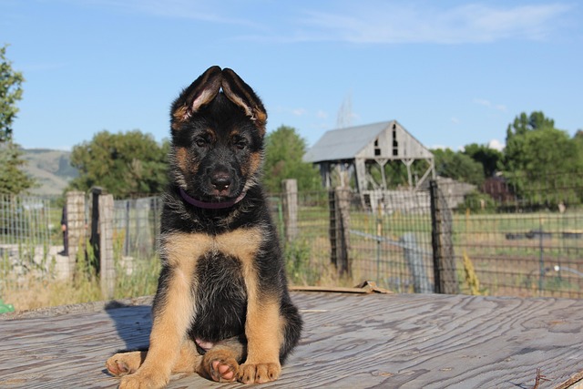 Kennel photo 2