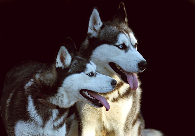 Kennel photo 3