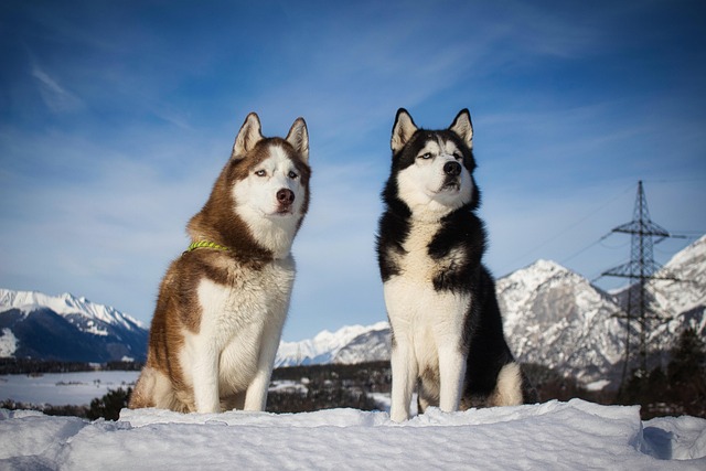Pet photography
